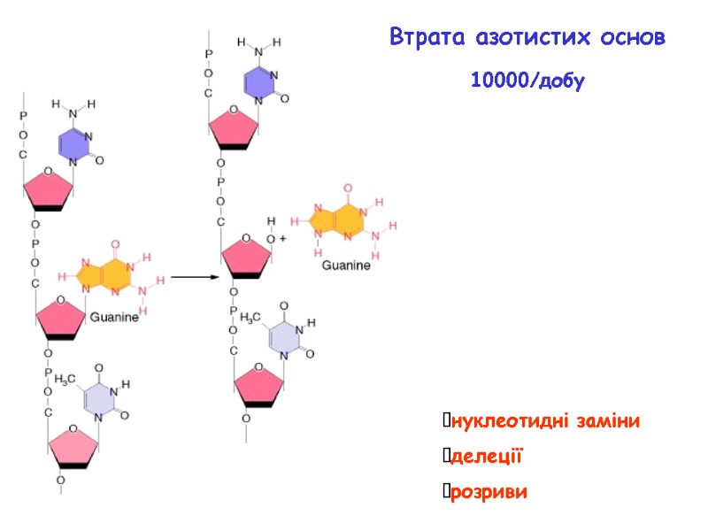 нуклеотидні заміни делеції розриви Втрата азотистих основ 10000/добу